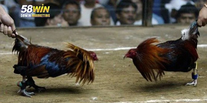 Chiêm ngưỡng không gian sới đá gà 58win thực tế