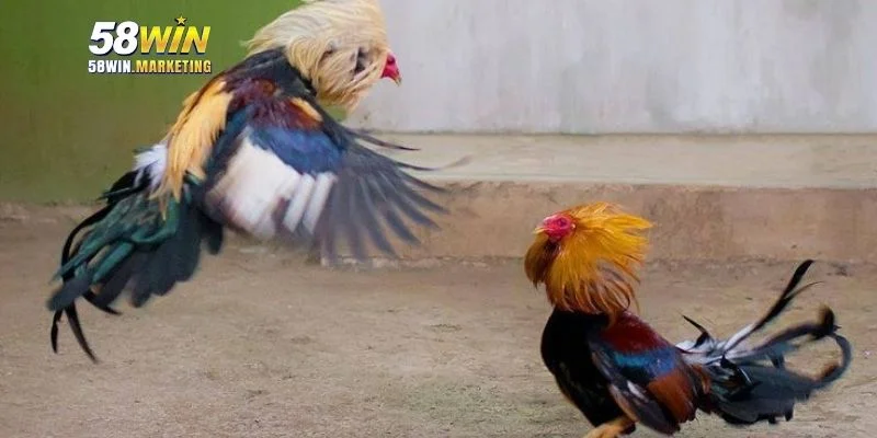 Đá gà an toàn nhờ đội ngũ hỗ trợ chuyên nghiệp